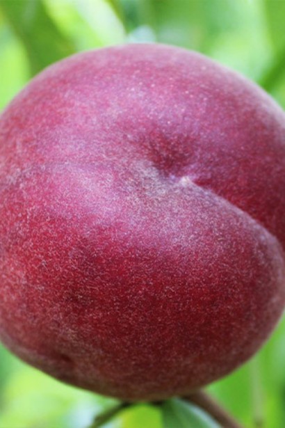 Персик домашній ‘Роял Глорі’|Prunus persica ‘Royal Glory’|Персик домашний ‘Роял Глори’